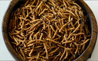 冬蟲夏草價格探秘：多因素交織下的市場行情