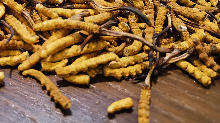 斷的冬蟲夏草有效果嗎?一文揭開真相