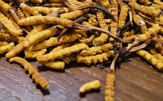 斷的冬蟲夏草有效果嗎？一文揭開真相