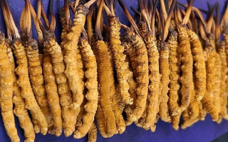 野生冬蟲夏草價(jià)格多少一斤？市場行情與價(jià)格影響因素解析