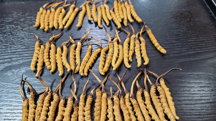 吃冬蟲夏草對身體的好處