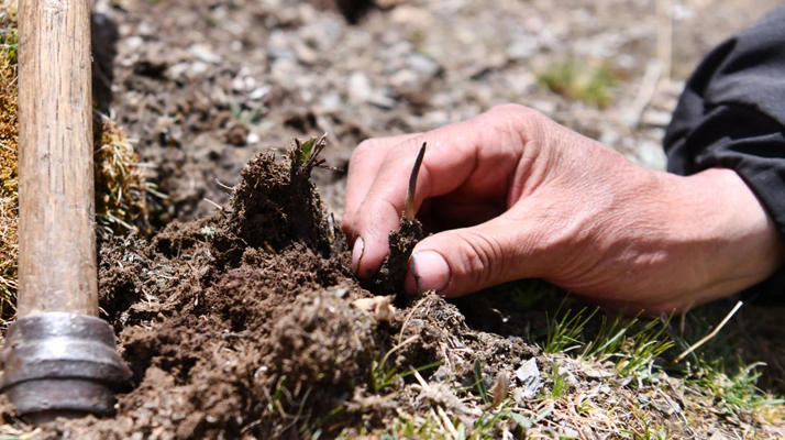 冬蟲夏草產地在哪里