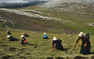 冬蟲夏草產地是哪里好