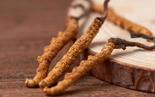 冬蟲夏草現在多少錢一克