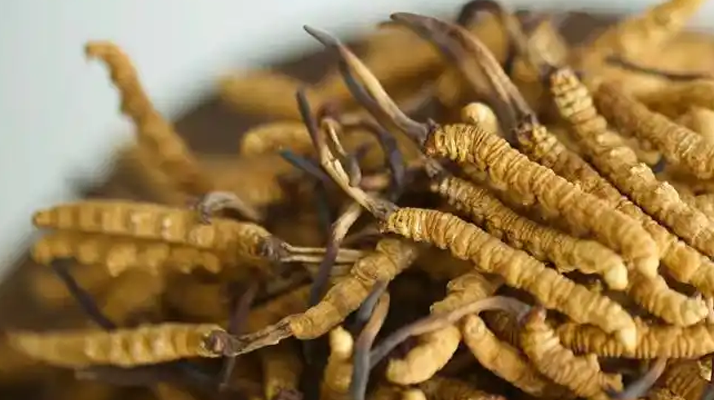 冬蟲夏草特級多少錢一克?多因素交織下的價格探秘