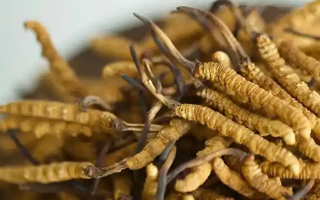 冬蟲夏草特級多少錢一克？多因素交織下的價格探秘