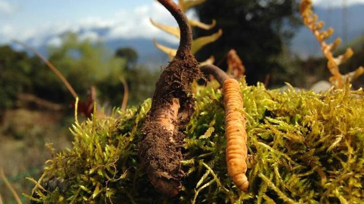 如何挑選新鮮冬蟲夏草？掌握這幾個關鍵要點