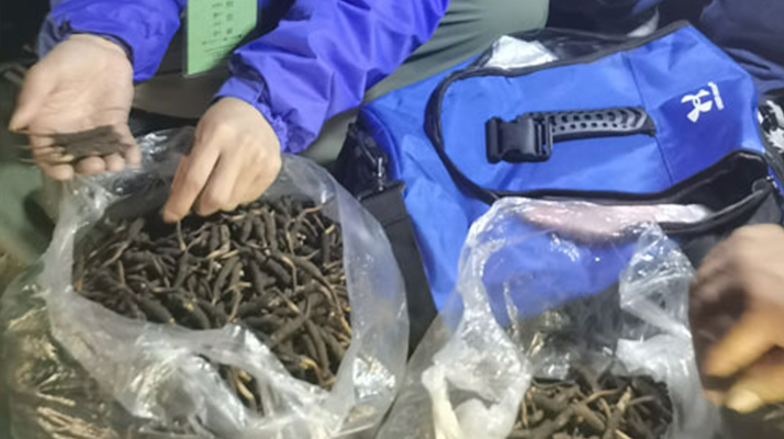 <a href=http://www.1178734b.cn/xinxian/ target=_blank class=infotextkey>新<a href=http://www.1178734b.cn/xinxian/ target=_blank class=infotextkey>鮮冬蟲夏草</a></a>的正確食用指南