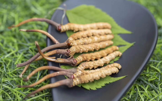 新鮮松茸冬蟲夏草怎么吃？滋補(bǔ)雙珍的美味搭配指南