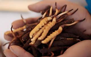 小孩可以喝冬蟲夏草嗎？科學(xué)看待兒童滋補(bǔ)問題