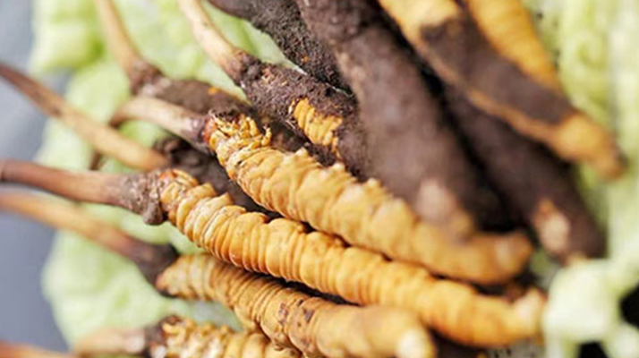 冬蟲夏草適合產后婦女嗎?科學滋補與恢復指南