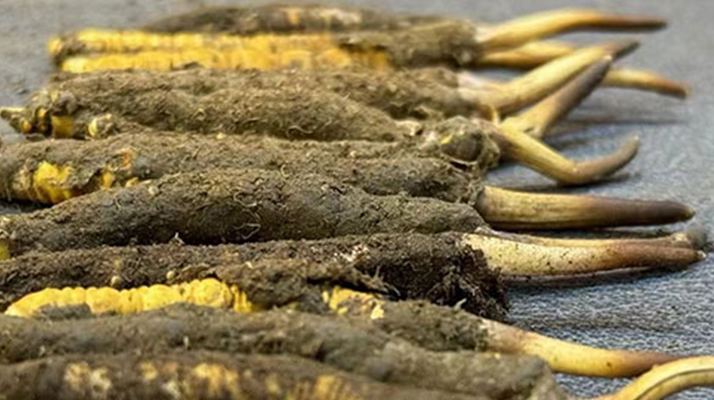 新鮮冬蟲夏草可以泡水喝嗎?正確方法與功效解析