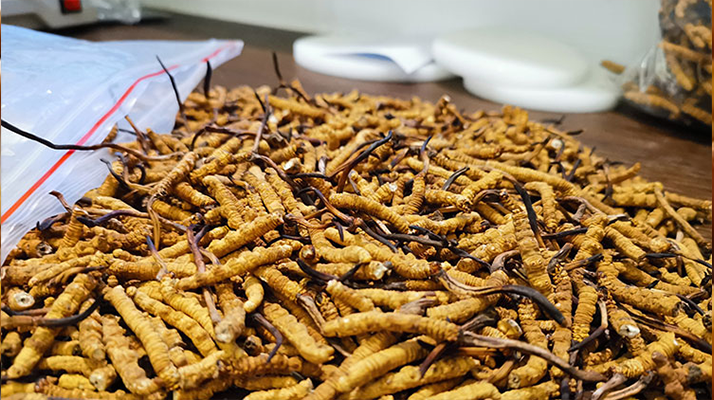 一根<a href=http://www.1178734b.cn/jiage/ target=_blank class=infotextkey>冬蟲夏草多少錢</a>?解密單根蟲草的價格玄機