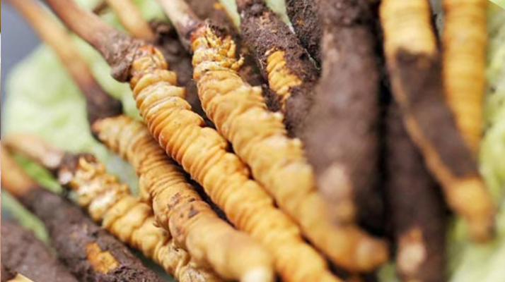 水煮<a href=http://www.1178734b.cn/xinxian/ target=_blank class=infotextkey>鮮冬蟲夏草</a>的最佳方法:鎖住營養的科學烹煮指南