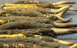 一根鮮冬蟲夏草多少錢？影響價格的核心因素解析