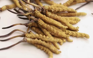 冬蟲夏草茶最佳服用指南：解鎖滋補新方式