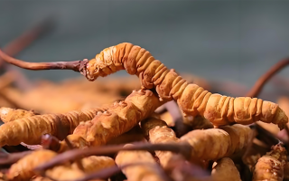冬蟲夏草泡湯指南：鎖住營養的滋補秘訣