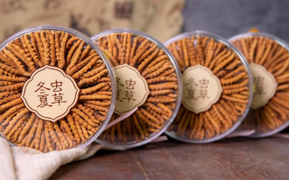 同仁堂冬蟲夏草禮盒：珍稀饋贈，品質之選