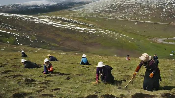 西藏鮮冬蟲夏草<a href=http://www.1178734b.cn/ target=_blank class=infotextkey><a href=http://www.1178734b.cn/s/nqcc/ target=_blank class=infotextkey>那曲蟲草</a></a>