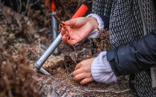 冬蟲夏草產地哪些地區