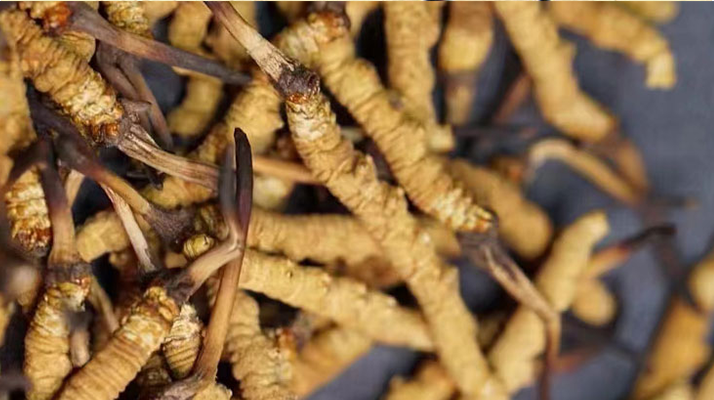 正宗<a href=http://www.1178734b.cn/jiage/ target=_blank class=infotextkey>冬蟲夏草多少錢</a>一克