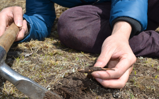怎樣鑒別冬蟲夏草的產地