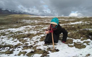 冬蟲夏草惡劣采摘環境