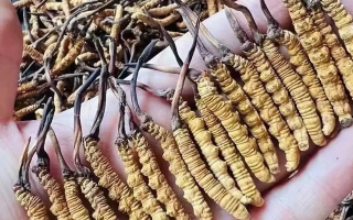 2025年那曲冬蟲夏草“減免郵費”促銷增收活動啟動