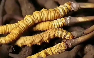 那曲蟲草展銷會暨巴青采集體驗活動啟幕