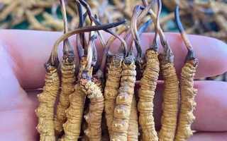 冬蟲夏草曬干幾克最好：按需定重的科學指南