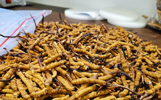 冬蟲(chóng)夏草的鮮草正確吃法