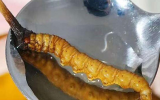 新鮮冬蟲(chóng)夏草泡水時(shí)間