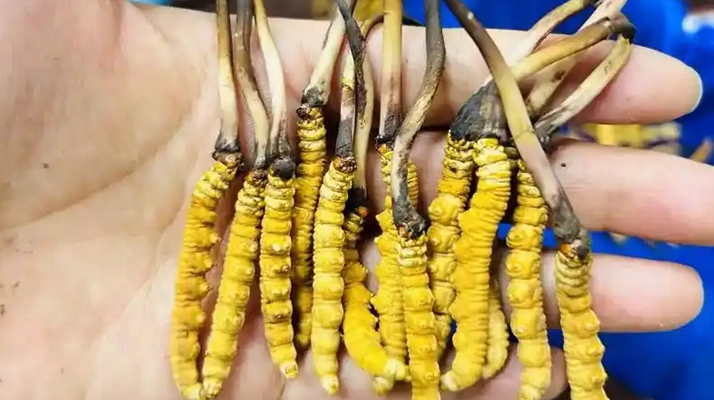 怎樣水煮鮮冬蟲(chóng)夏草最好