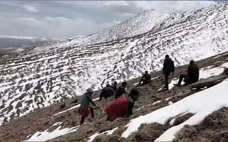 冬蟲(chóng)夏草是什么季節(jié)挖的