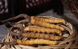 冬蟲夏草是什么營養類型?