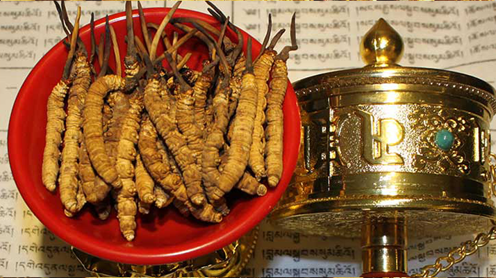 冬蟲夏草多久有效果