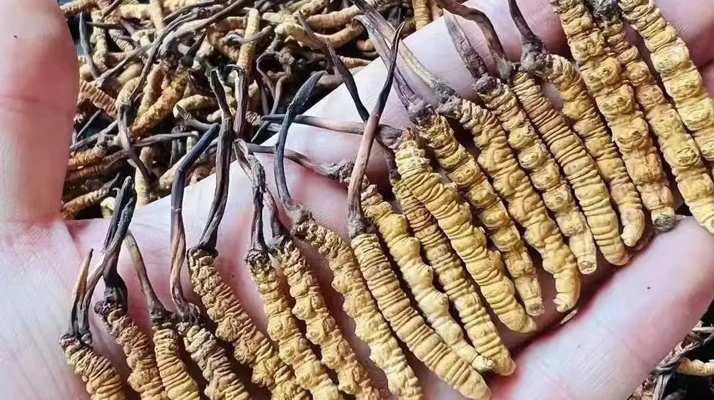冬蟲夏草一克多少條?看懂規格,選對滋補品