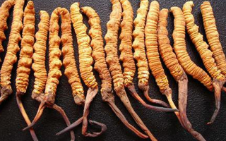 3 克冬蟲夏草大約幾根？一文讀懂規(guī)格與數(shù)量的關(guān)系