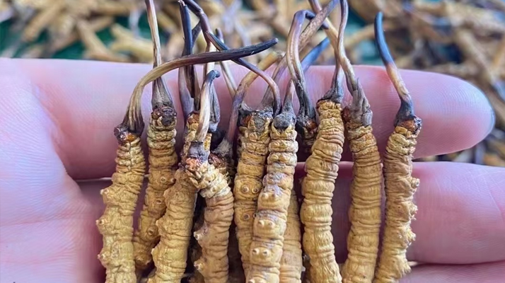 一盒冬蟲夏草多少錢？從規格到定位的價格解析