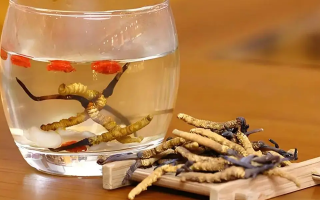 冬蟲夏草與枸杞能一起泡酒嗎？科學(xué)搭配與飲用指南