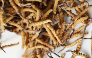 冬蟲夏草能打粉服用嗎？科學操作與服用指南