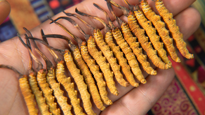 冬蟲夏草幾年保質期？不同形態與儲存方式影響詳解