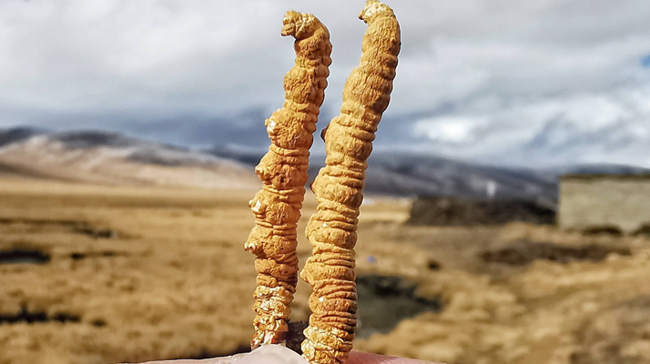 冬蟲(chóng)夏草干了之后什么樣?