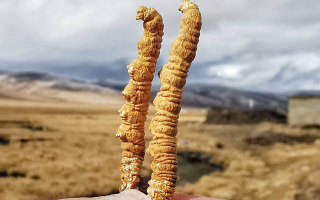 冬蟲(chóng)夏草干了之后什么樣？從外觀到特性全解析