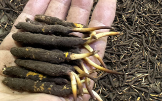 一天一根新鮮冬蟲夏草，這些功效藏不住