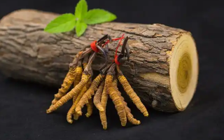 冬蟲夏草一開始長什么樣？從幼蟲到蟲草雛形的生長歷程