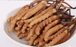 新鮮冬蟲夏草能煮水喝嗎？答案與正確方法都在這