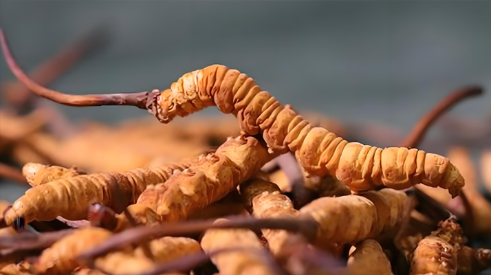 冬蟲夏草泡酒全攻略：所需材料、選材標(biāo)準(zhǔn)與準(zhǔn)備指南