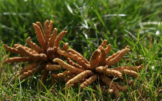冬蟲夏草水煮燉多久才合適？精準把控時長的科學指南