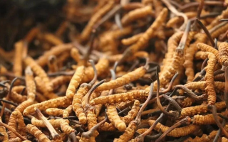 冬蟲夏草一條多少錢？單條價格的計算邏輯與實際范圍